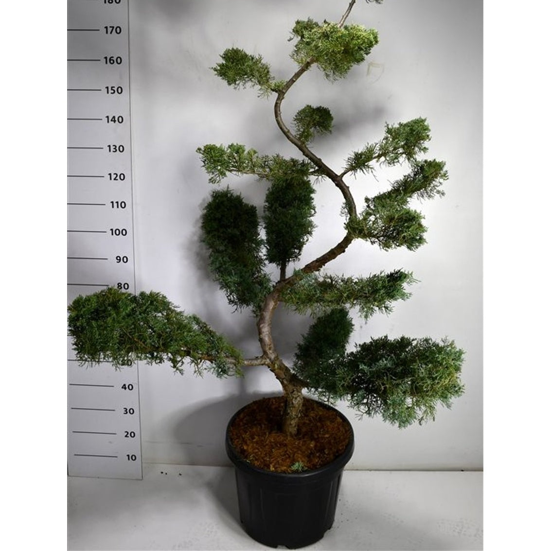 Pfitzer-en – Juniperus pfitzeriana 'Pfitzeriana Glauca' - C45 150-175 cm. Bonsai
